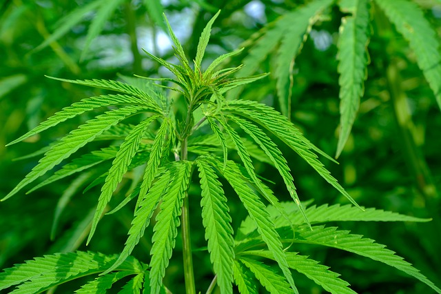 cannabis plant with sativa strains